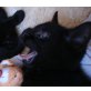 Mausi eine seltene Devon/Hauskater Mischung - Katze