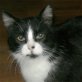 Mausi, freundliche - Katze