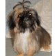 Mausi kleine Shih Tzu - Pekinesen Mädchen Welpen - Hündin