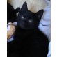 Mausi ;o), Gelungene Mischung aus Devon Rex und Hauskatz - Katze