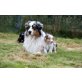 Mavisch, Australian Shepherd Dog - Rüde