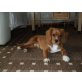 Max, Beagle-Kavalier Spaniel Welpen - Rüde