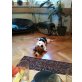 Max, Beagle - Rüde