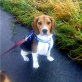 Max, Beagle - Rüde