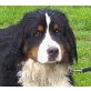 Max, Berner Sennenhund - Rüde