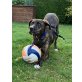 Max, Boxer - Rüde