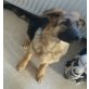 Max, Deutscher Schäferhund - Rüde