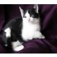 Max, Europäische Kurzhaarkatze - Kater