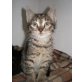 Max, Europäische Kurzhaarkatze - Kater