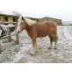 Max, Haflinger - Wallach