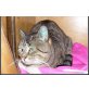 Max, Hauskatze - Kater