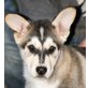 Max-Husky, Husky Mix Welpen - Rüde