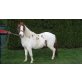Max, Indianer-Pony - Wallach