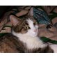 Max, Katze - Kater