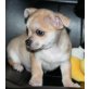 Max, Langhaar Chihuahua - kurzhaar Chihuahua Mix Welpen - Rüde