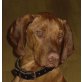 Max, Magyar Vizsla - Rüde