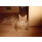 Max, Maine Coon - Kater