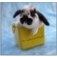 Max, Mini Lop - männlich