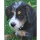 Max, Mischling Welpen - Rüde