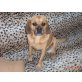 Max, Mops-Beagle - Rüde