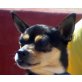 Max, Mops-Chihuahua-Mix - Rüde