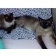 Max & Moritz, Siamesen - Kater