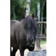 Max,Moritz, Wiesel, Shetland Pony - Wallach