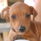Max, Pinscher Mischling Welpen - Rüde