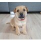 Max, Samojede Pitbull - Rüde