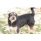 Max, Traumfamilienhund sucht ein Zuhause! - Rüde