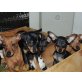 Max, Zwergpinscher Welpen - Rüde