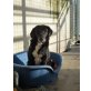 Max, ängstlicher Mischlings-Senior - Rüde