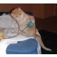 Max-ein herrlicher roter Kater - Kater