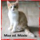 Max oder Mäxle, Main Coon Mischling und Glückskatze - Kater