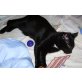 Max sucht seinen Traumplatz - Kater