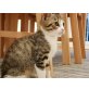 Max und Moritz, 2 kleine Kater abzugeben  - Kater