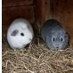 Max und Moritz, English Crested - männlich