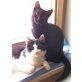 Max und Moritz, Hauskatzen - Kater