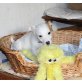 Max und Moritz , Jack Russell Mischlingswelpen  Welpen - Rüde