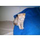Max und Moritz - Kater