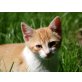 Max und Moritz, Norwegische Waldkatze - British Kurzhaarmix ! - Kater