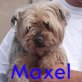Maxel, Yorkshire Terrier - Rüde