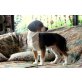 Maxi, Beaglemischling Welpen - Rüde
