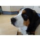 Maxi, Grosser Schweizer Sennenhund - Hündin