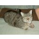 Maxi, Hauskatze  - Kater