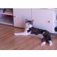 Maxi, Hauskatze - Katze