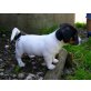 Maxi, Jack-Russell-Terrier Welpen - Rüde