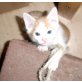 Maxi, Mischling - Kater