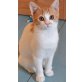 Maxi, Mischling - Katze