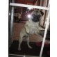Maxi, Mops - Rüde